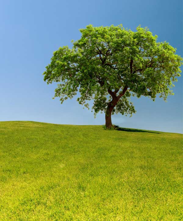 Solar is Environment Friendly